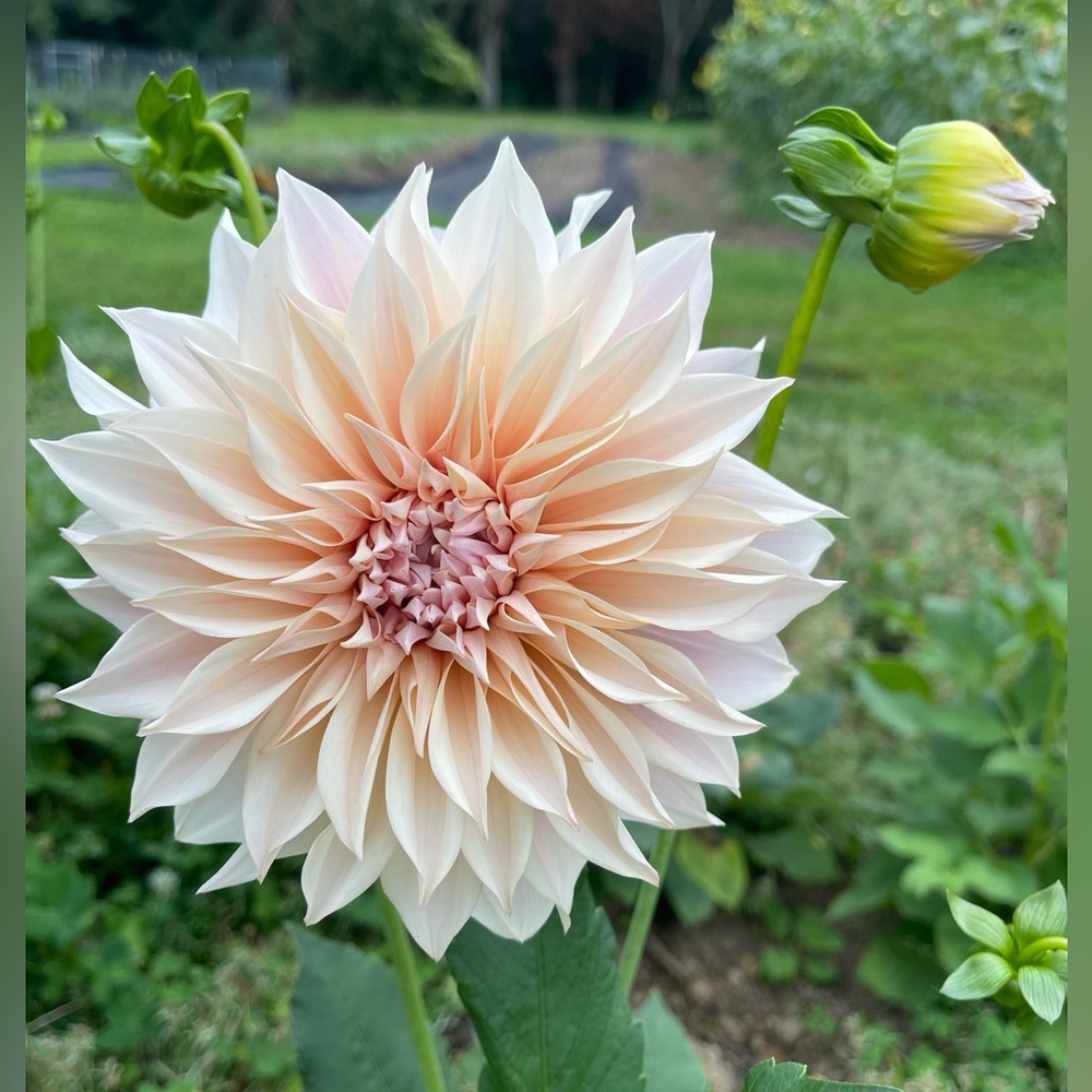 Cafe Au Lait Dahlia Tuber